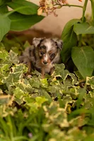 Cedar, a male Toy Australian Shepherd for sale in Carlsbad, NM – 3 of 6