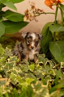 Cedar, a male Toy Australian Shepherd for sale in Carlsbad, NM – 5 of 6