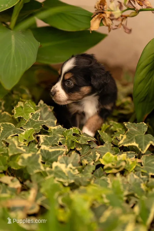 Violet  – Toy Australian Shepherd puppy for sale in Carlsbad, NM