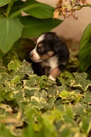 Violet , a female Toy Australian Shepherd for sale in Carlsbad, NM – 1 of 6