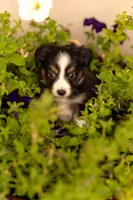 Daisy, a female Toy Australian Shepherd for sale in Carlsbad, NM – 2 of 4