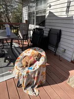 Luna, a female Beagle and Pug for sale in Wanaque, NJ – 6 of 10
