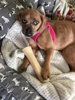 Luna, a female Beagle and Pug for sale in Wanaque, NJ – 3 of 10