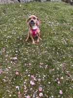 Luna, a female Beagle and Pug for sale in Wanaque, NJ – 9 of 10