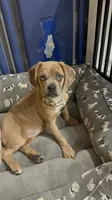 Luna, a female Beagle and Pug for sale in Wanaque, NJ – 1 of 10