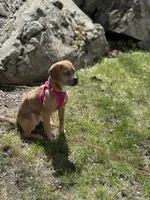 Luna, a female Beagle and Pug for sale in Wanaque, NJ – 7 of 10