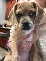 Luna, a female Beagle and Pug for sale in Wanaque, NJ – 5 of 10