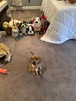 Luna, a female Beagle and Pug for sale in Wanaque, NJ – 8 of 10