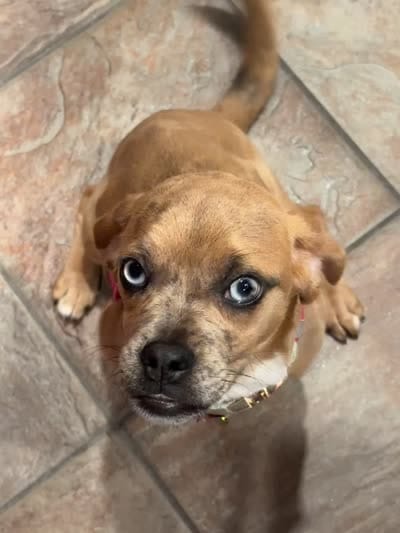 Luna, a female Beagle and Pug for sale in Wanaque, NJ – 10 of 10