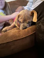 Luna, a female Beagle and Pug for sale in Wanaque, NJ – 4 of 10