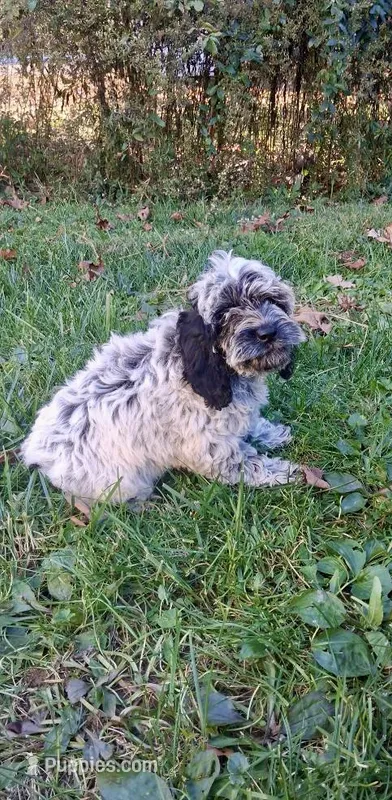 Lucy – Cockapoo puppy for sale in Wooster, OH