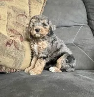 Emma, a female Cockapoo for sale in Wooster, OH – Photo 3 of 5