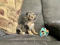 Emma, a female Cockapoo for sale in Wooster, OH – Photo 4 of 5