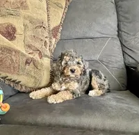 Emma, a female Cockapoo for sale in Wooster, OH – Photo 1 of 5