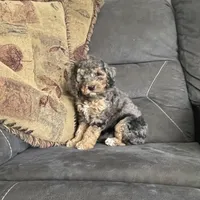 Emma, a female Cockapoo for sale in Wooster, OH – Photo 5 of 5