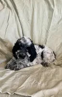 Pat, a male Cockapoo for sale in Wooster, OH – Photo 2 of 5