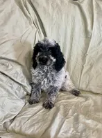 Pat, a male Cockapoo for sale in Wooster, OH – Photo 4 of 5