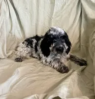 Pat, a male Cockapoo for sale in Wooster, OH – Photo 1 of 5