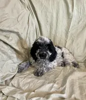 Pat, a male Cockapoo for sale in Wooster, OH – Photo 5 of 5