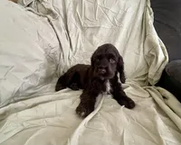 processed/2f944281-8ce3-403e-b92b-a48714574edb/listing/192ce6c6-6eab-4f97-9ae1-880b0731fb6d/84369caf-0b1c-4412-9118-f49bc3f0c58d