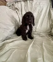 processed/2f944281-8ce3-403e-b92b-a48714574edb/listing/192ce6c6-6eab-4f97-9ae1-880b0731fb6d/b79de2f1-f796-4913-aa16-9e0c2c919388