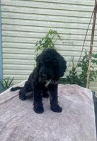 Emma, a female Cockapoo for sale in Wooster, OH – 6 of 6