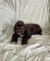 Bruce, a male Cocker Spaniel for sale in Wooster, OH – Photo 2 of 5