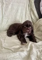 Bruce, a male Cocker Spaniel for sale in Wooster, OH – Photo 3 of 5