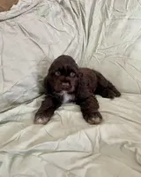 Bruce, a male Cocker Spaniel for sale in Wooster, OH – Photo 5 of 5