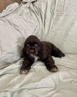 Bruce, a male Cocker Spaniel for sale in Wooster, OH – Photo 1 of 5