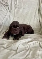 Bruce, a male Cocker Spaniel for sale in Wooster, OH – Photo 4 of 5