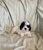 Sam, a male Cockapoo and Poodle - Miniature  for sale in Wooster, OH – Photo 3 of 5