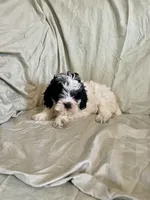 Sam, a male Cockapoo and Poodle - Miniature  for sale in Wooster, OH – Photo 4 of 5