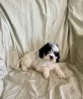Sam, a male Cockapoo and Poodle - Miniature  for sale in Wooster, OH – Photo 2 of 5