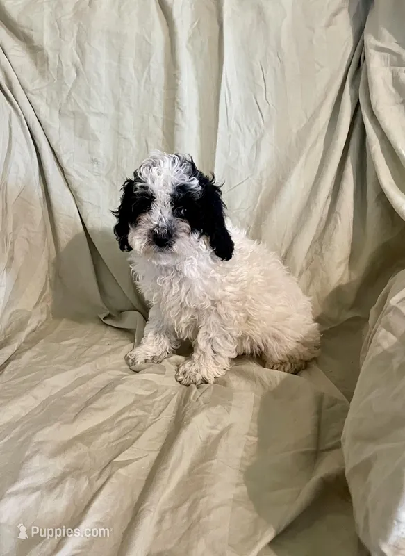 Peaches – Cockapoo, Poodle - Miniature  puppy for sale in Wooster, OH
