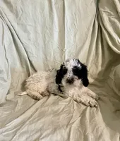 Peaches, a female Cockapoo and Poodle - Miniature  for sale in Wooster, OH – Photo 3 of 4