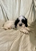 Peaches, a female Cockapoo and Poodle - Miniature  for sale in Wooster, OH – Photo 4 of 4