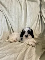 Peaches, a female Cockapoo and Poodle - Miniature  for sale in Wooster, OH – Photo 2 of 4