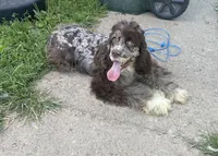 Duke, a male Cocker Spaniel for sale in Wooster, OH – 1 of 3