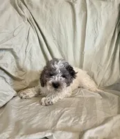 Butch, a male Cockapoo for sale in Wooster, OH – Photo 5 of 5