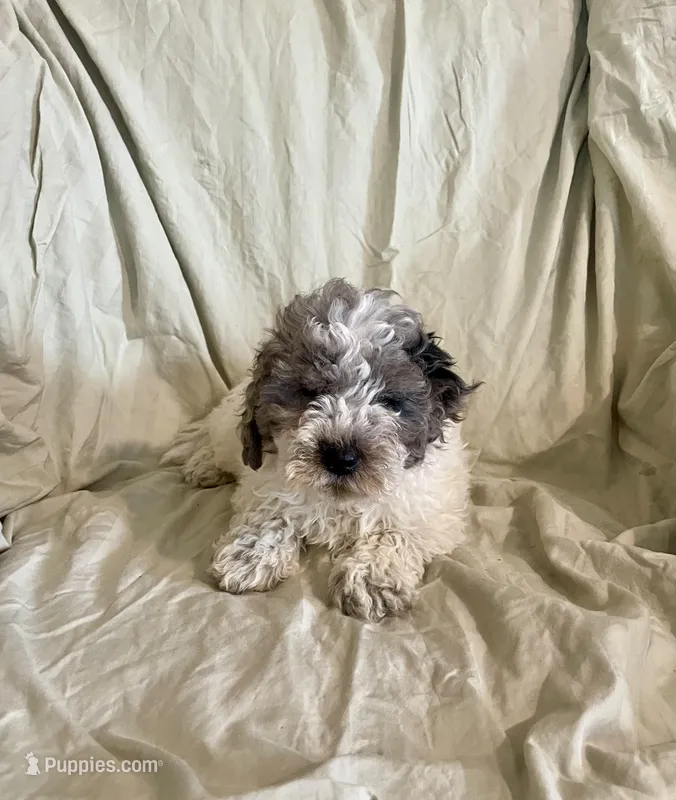 Butch – Cockapoo puppy for sale in Wooster, OH