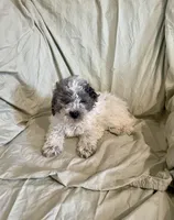 Butch, a male Cockapoo for sale in Wooster, OH – Photo 4 of 5