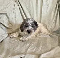 Butch, a male Cockapoo for sale in Wooster, OH – Photo 3 of 5