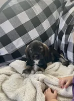 Bill, a male Miniature Schnauzer and Cocker Spaniel for sale in Wooster, OH – Photo 1 of 4