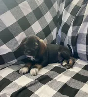 Bill, a male Miniature Schnauzer and Cocker Spaniel for sale in Wooster, OH – Photo 3 of 4