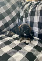 Bill, a male Miniature Schnauzer and Cocker Spaniel for sale in Wooster, OH – Photo 2 of 4