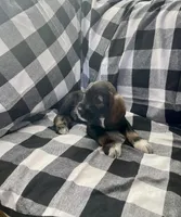 Bill, a male Miniature Schnauzer and Cocker Spaniel for sale in Wooster, OH – Photo 4 of 4