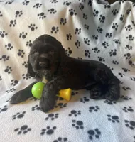 Otter, a female Cocker Spaniel for sale in Wooster, OH – Photo 4 of 4