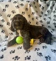 Otter, a female Cocker Spaniel for sale in Wooster, OH – Photo 1 of 4