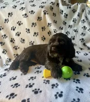 Otter, a female Cocker Spaniel for sale in Wooster, OH – Photo 2 of 4